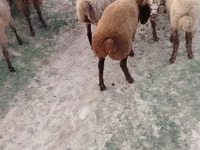 Sheep (batch, sex not specified), Sheep — photo 5