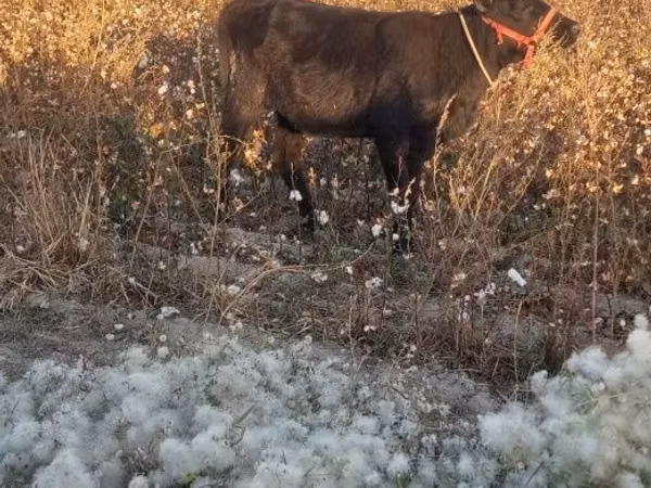 İribuynuzlu mal-qara (partiya, cinsi göstərilməyib), Mal-qara