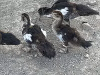 Ducks — foto 8