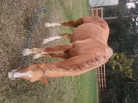 Kůň, Palomino — foto 4