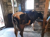 İnek, Holstein ırkı — foto 6