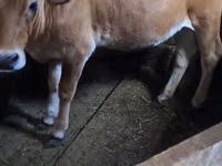 Krava, Simmental cattle — foto 1