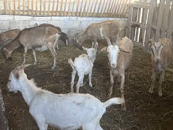 თხები (პარტია, სქესი არ არის მითითებული), Alpine goat