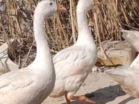Geese — foto 2
