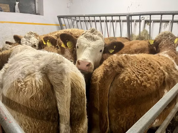 母牛, Simmental cattle