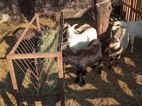 Bode, Cabras — foto 8