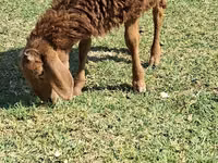 Moutons (lot, sexe non indiqué), Moutons — photo 3