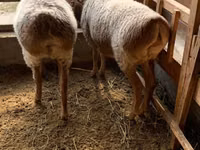 母羊, Hissar sheep — 照片 7