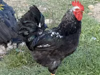 Chickens — ფოტო 1