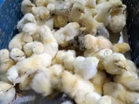 Chickens — foto 3
