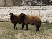 Bélier, Moutons — photo 6