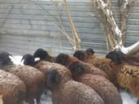 ஆண் ஆடு, Gorkov sheep — புகைப்படம் 2