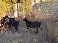 Ovelha, Hissar sheep — foto 7
