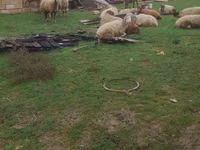 Ovelhas (lote, sexo não especificado), Ovelhas — foto 5