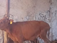 गाय, मवेशी — फ़ोटो 3