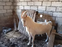 Taka, Saanen goat — 2-rasm