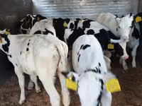 Bovins (lot, sexe non indiqué), Russian Black pied cattle — photo 6