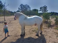 حصان, Percheron — الصورة 3