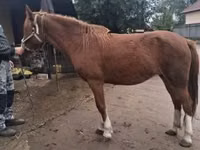 母马, Horses — 照片 6