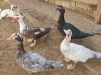 Ducks — foto 5