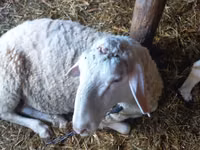 Qoç, Awassi sheep — foto 4