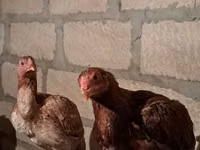 Chickens — Foto 1