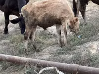 公牛, Cattle — 照片 3