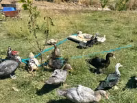 Ducks — Foto 4