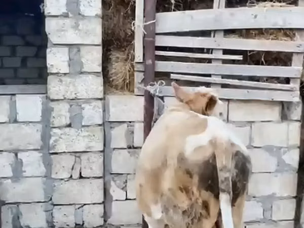 Bull, Cattle