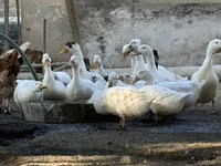 Ducks — zdjęcie 2