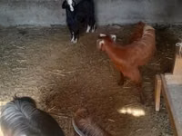雌ヤギ, Alpine goat — 写真 1