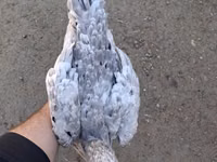 Chickens — foto 5
