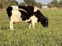 母牛, Cattle — 照片 4