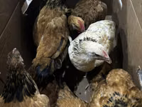 Chickens — foto 3