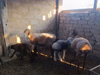 母羊, Arashan sheep — 照片 3