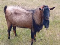 ஆண் வெள்ளாடு, Alpine goat — புகைப்படம் 4