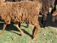 Bélier, Moutons — photo 2