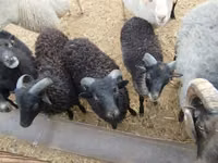 Beran, Ouessant sheep — foto 3