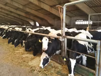 İnək, Russian Black pied cattle — foto 2