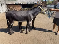 Mare, Horses — photo 3