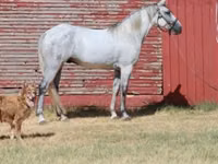 Cavalo, Tennessee Walking Horse — foto 1