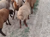 Sheep (batch, sex not specified), Sheep — photo 4
