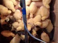 Geese — zdjęcie 2