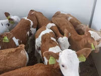 Byk, Simmental cattle — zdjęcie 4
