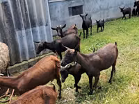 Koza, Murcia-Granada goats — zdjęcie 2
