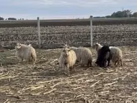 Schaf, Racka sheep — Foto 2