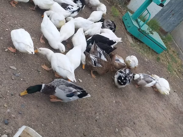 Ducks — Ozarbayjon