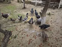 Ducks — zdjęcie 5