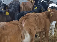 Sığır (parti, cinsiyet belirtilmedi), Aberdin Angus — foto 2