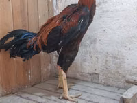 Chickens — foto 3